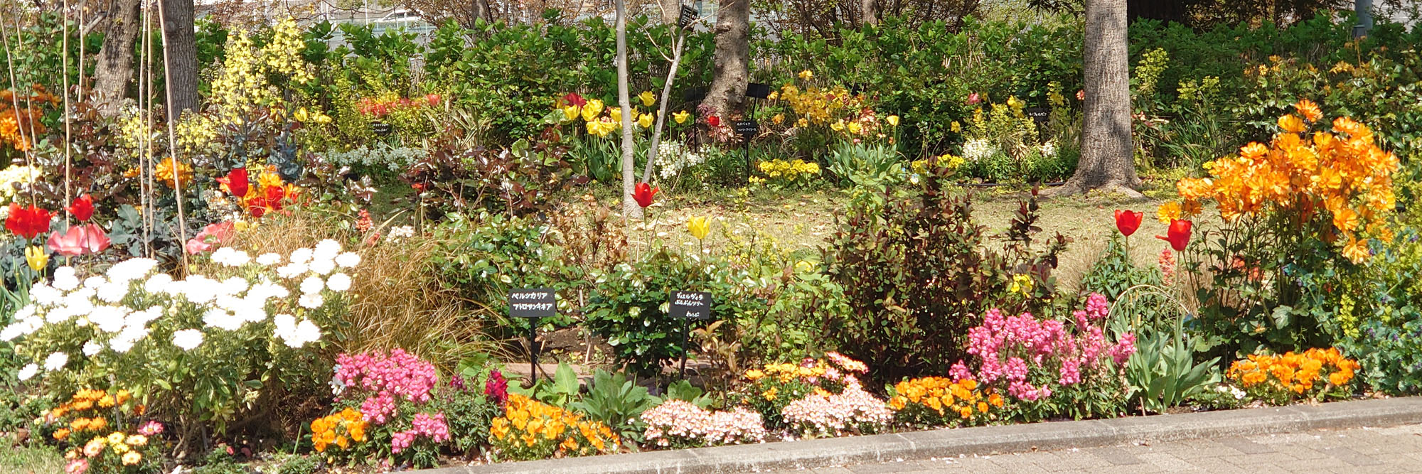 晴海ふ頭公園 花壇の写真